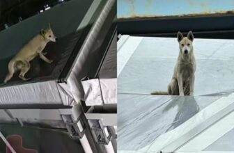 Dog Possibly Thrown From Bridge Is Later Discovered On A Rooftop