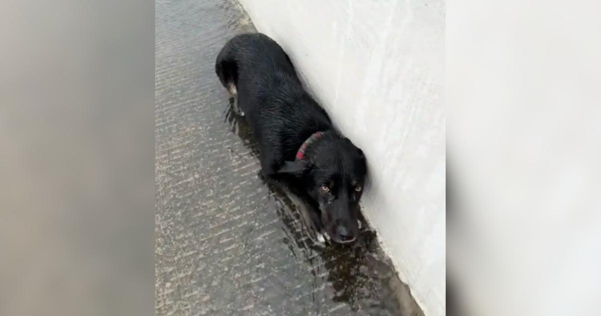 Dog Was Mistaken For A Trash Bag But Loving Hands Found Her