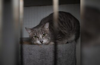 Emergency Rescue Underway for 100 Cats Found in Suspected Cruelty Case