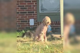 Foster Mom Saves a Rescue Doodle and Gains A Bathtime Buddy
