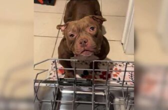 From Calm Shelter Naps to Wild “Guppy Mode” Zoomies, This Pup Is All Smiles