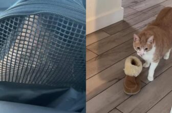 Grieving Cat Finds Love And Comfort In New Home