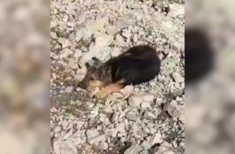 He Met A Lost Puppy In The Mountains And Couldn’t Walk Away