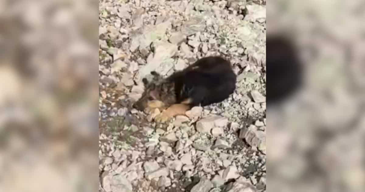 He Met A Lost Puppy In The Mountains And Couldn’t Walk Away He Met A Lost Puppy In The Mountains And Couldn’t Walk Away