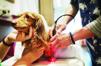 Healing with light: laser therapy for dogs and cats