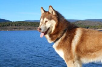 How Cold Can Huskies Handle? Safety Guide (2026)