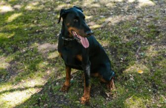 How Much Do You Feed a Doberman