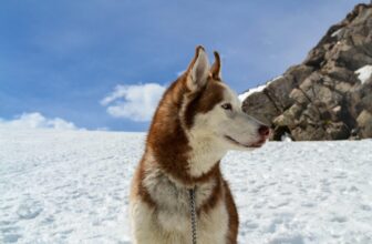 How Much Do You Feed a Husky