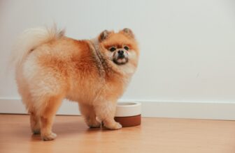 How Much Do You Feed a Pomeranian