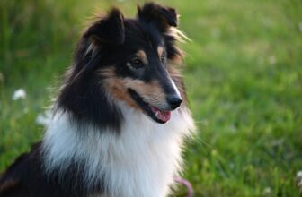 How Much Do You Feed a Sheltie