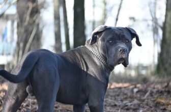 How Much to Feed a Cane Corso: 2026 Complete Feeding Guide