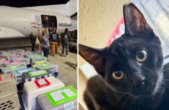 How Our Hero VIP Members Helped Save 119 Cats & Dogs