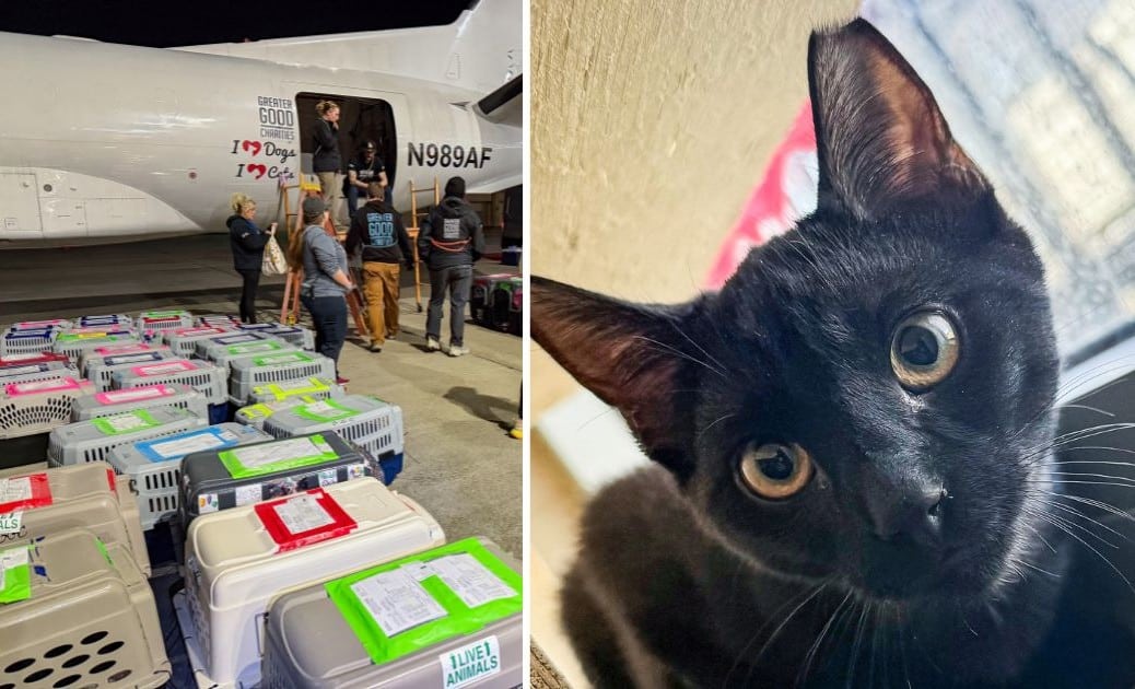 How Our Hero VIP Members Helped Save 119 Cats & Dogs