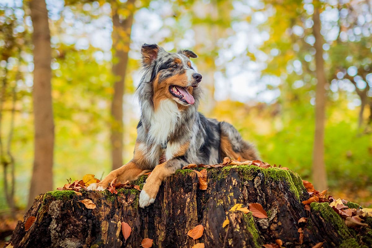 Ideal Diet for Australian Shepherds – The Ultimate Australian Shepherd Feeding Guide Ideal Diet for Australian Shepherds – The Ultimate Australian Shepherd Feeding Guide