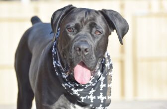 Ideal Diet for Cane Corsos – The Ultimate Cane Corso Feeding Guide