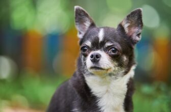 Ideal Diet for Chihuahuas – The Ultimate Chihuahua Feeding Guide