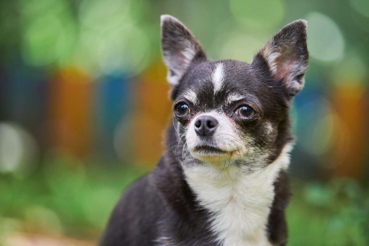 Ideal Diet for Chihuahuas – The Ultimate Chihuahua Feeding Guide