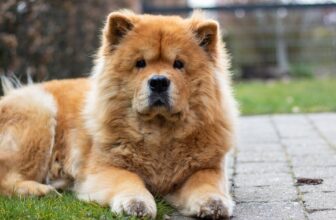 Ideal Diet for Chow Chows – The Ultimate Chow Chow Feeding Guide