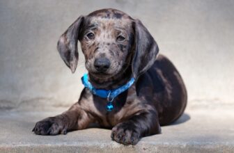 Ideal Diet for Dachshunds – The Ultimate Dachshund Feeding Guide