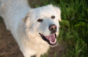 Ideal Diet for Great Pyrenees – The Ultimate Great Pyrenees Feeding Guide
