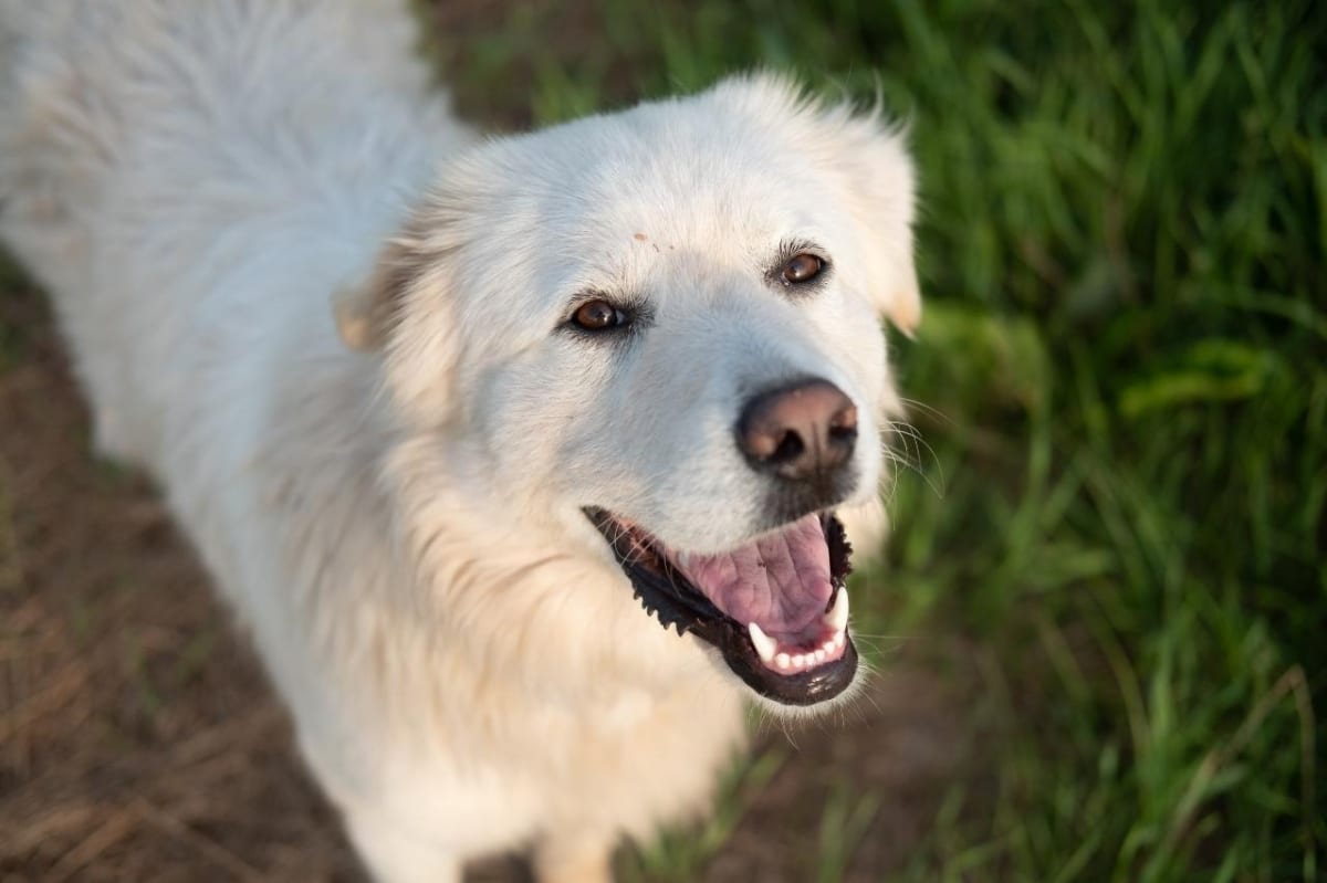 Ideal Diet for Great Pyrenees – The Ultimate Great Pyrenees Feeding Guide Ideal Diet for Great Pyrenees – The Ultimate Great Pyrenees Feeding Guide