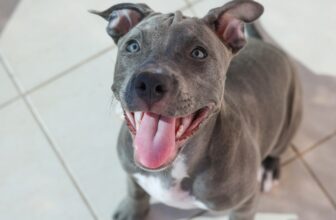 Ideal Diet for Pit Bulls – The Ultimate Pit Bull Feeding Guide