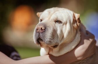 Ideal Diet for Shar Peis – The Ultimate Shar Pei Feeding Guide