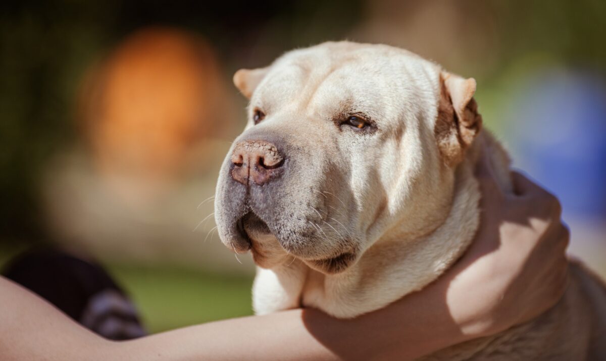Ideal Diet for Shar Peis – The Ultimate Shar Pei Feeding Guide