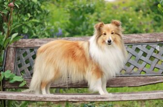Ideal Diet for Shelties – The Ultimate Shelties Feeding Guide