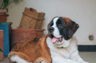 Ideal Diet for St. Bernards – The Ultimate St. Bernard Feeding Guide
