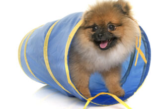 Indoor obstacle course for dogs