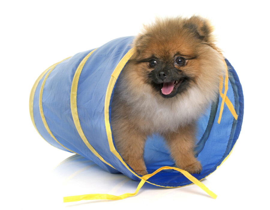 Indoor obstacle course for dogs