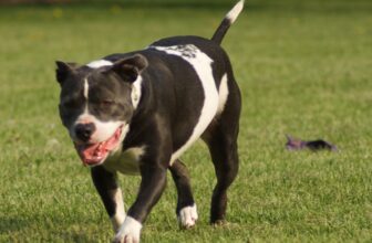 Is My Pit Bull Overweight Or Obese? How Much Should They Weigh?