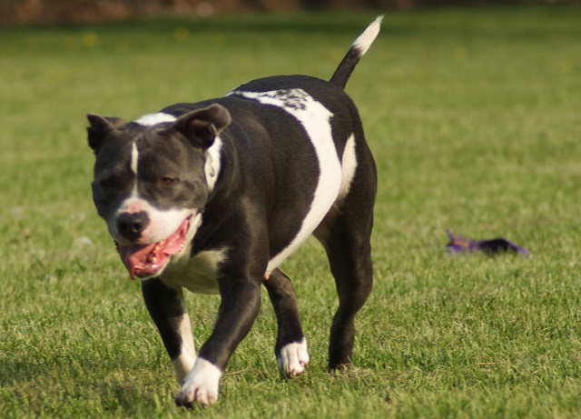 Is My Pit Bull Overweight Or Obese? How Much Should They Weigh?