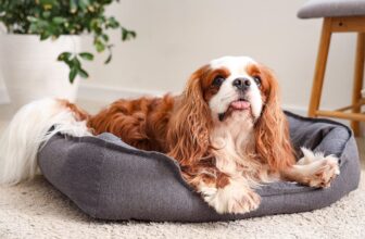 Is Your Cavalier a Picky Eater? Try This Simple Hack.