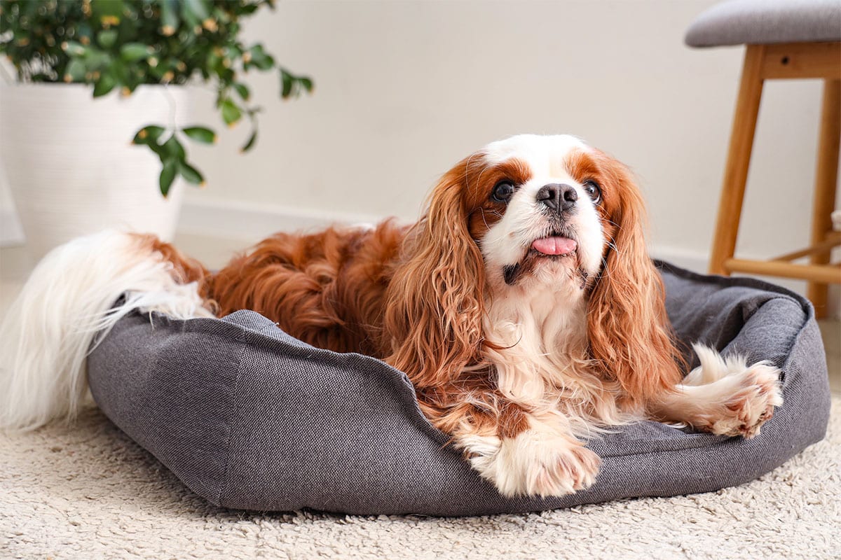 Is Your Cavalier a Picky Eater? Try This Simple Hack.