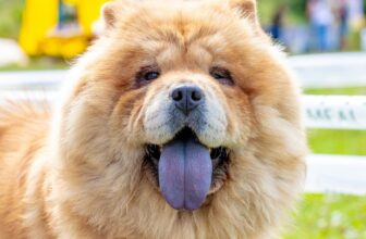 Is Your Chow Chow a Picky Eater? Try This Simple Hack.