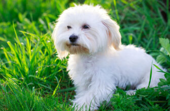 Is Your Maltese a Picky Eater? Try This Simple Hack.