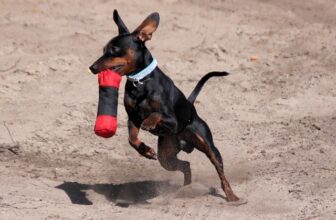 Is Your Miniature Pinscher a Picky Eater? Try This Simple Hack.