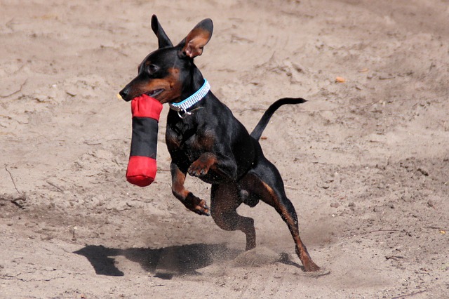 Is Your Miniature Pinscher a Picky Eater? Try This Simple Hack.