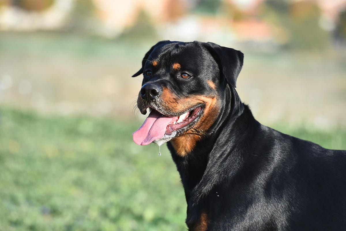 Is Your Rottweiler a Picky Eater? Try This Simple Hack.