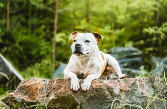 Is Your Staffordshire Bull Terrier a Picky Eater? Try This Simple Hack.