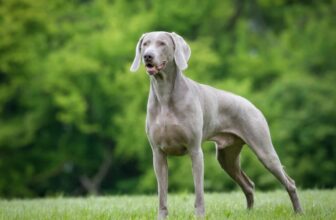 Is Your Weimaraner a Picky Eater? Try This Simple Hack.