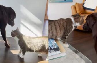 Karen, The Grumpiest Of Cats, Forms The Most Unexpected Friendship With A Dog