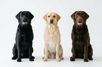 Labrador Retriever Colors 2026: The Complete Guide to Every Shade