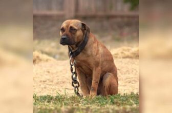 Large-Scale Rescue Frees Nearly 200 Animals From Suspected Dogfighting Ring