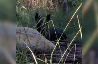 Little Chihuahua Found Alone In The Woods Gets Help Thanks To One Clever Guy