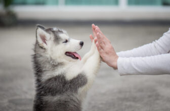 Living with a deaf dog: 5 tips to keep in mind