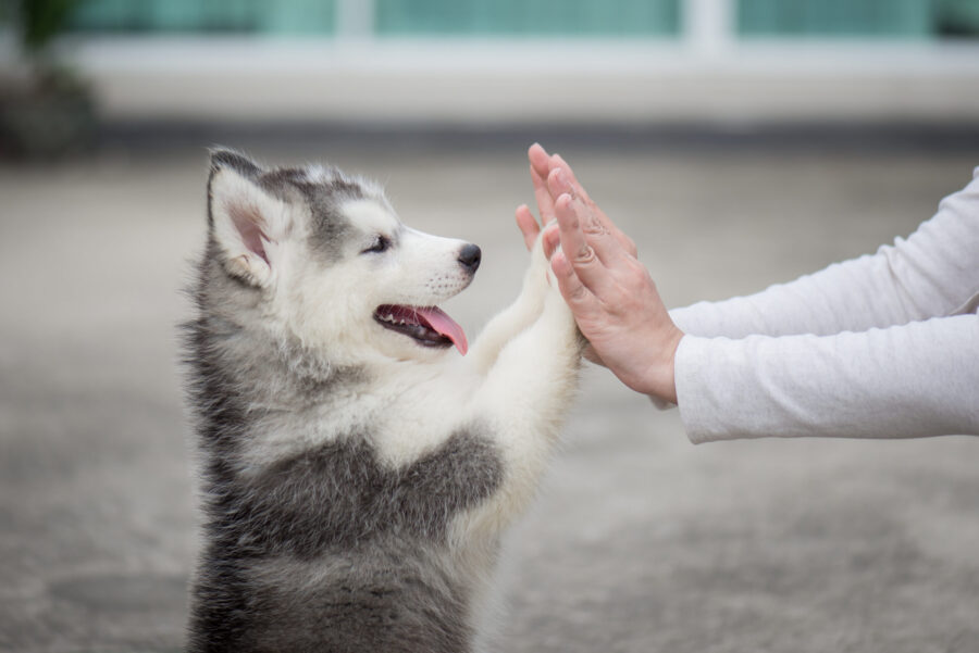 Living with a deaf dog: 5 tips to keep in mind Living with a deaf dog: 5 tips to keep in mind