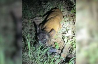 Loyal Dog Waits in Texas Ditch With Paralyzed Friend Until Rescuers Arrive